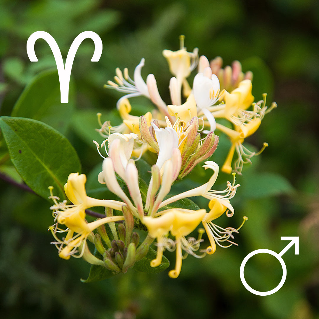 ♈︎ Aries | Honeysuckle