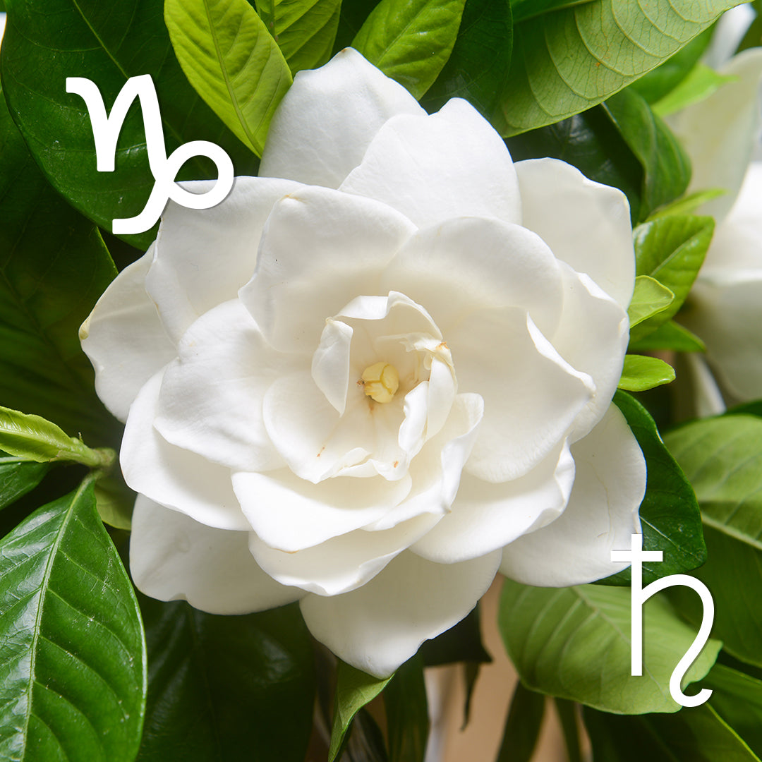♑︎ Capricorn | Gardenia