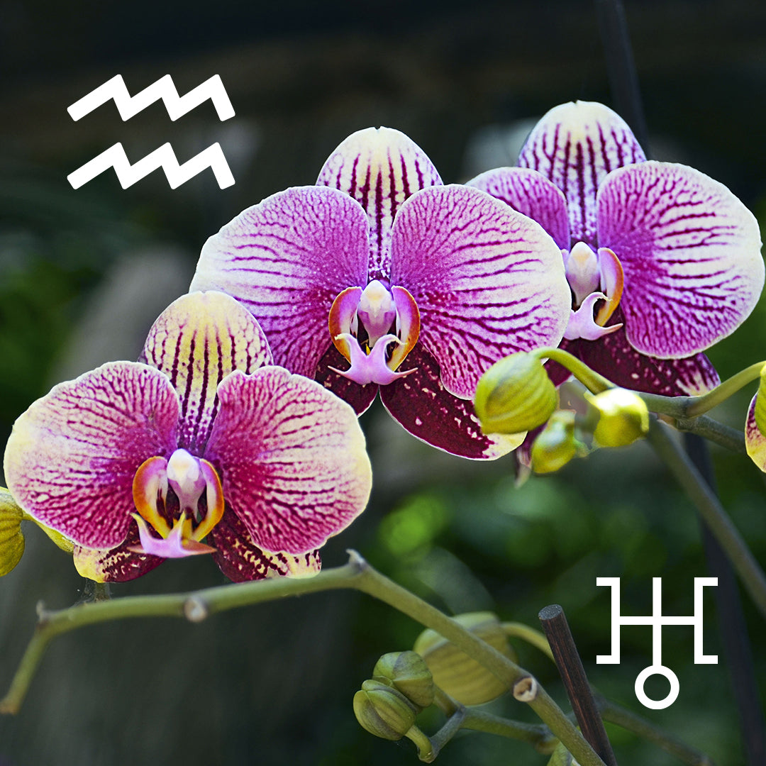 ♒︎ Aquarius | Orchid
