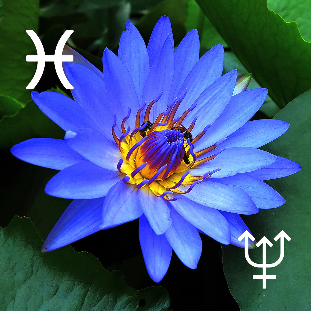 ♓︎ Pisces | Lotus