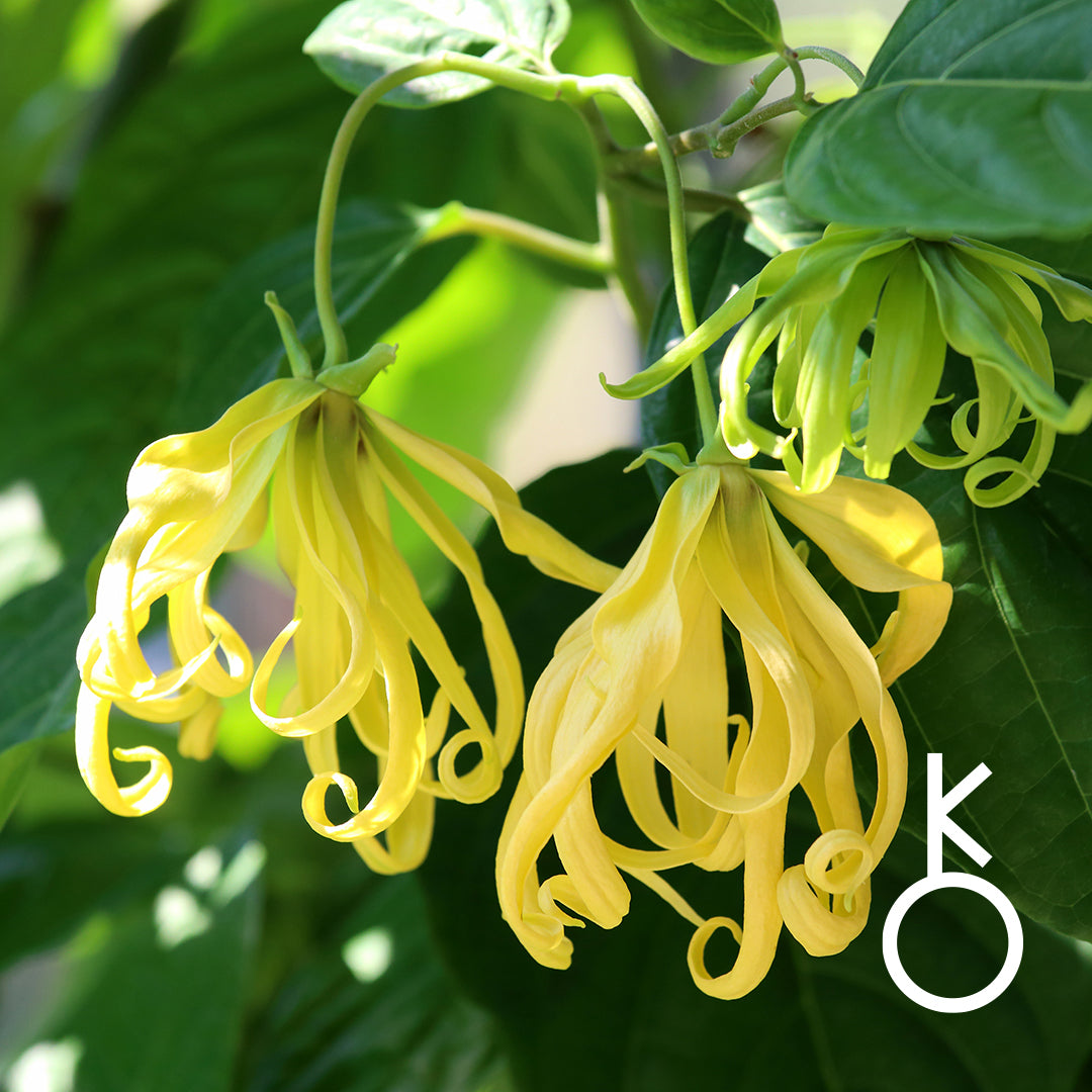 ⚷ Chiron | Ylang Ylang