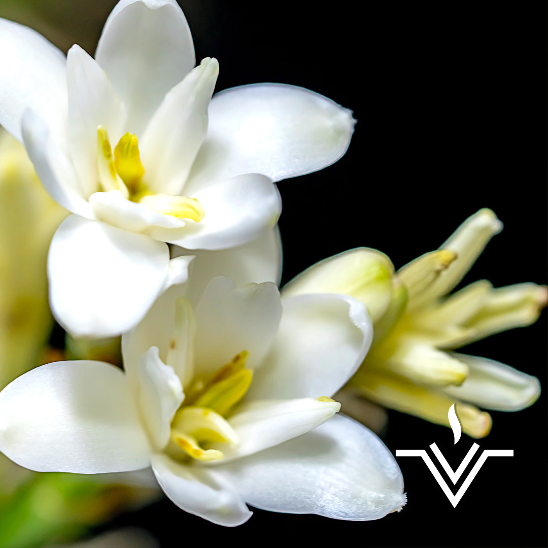 ⚶ Vesta | Tuberose