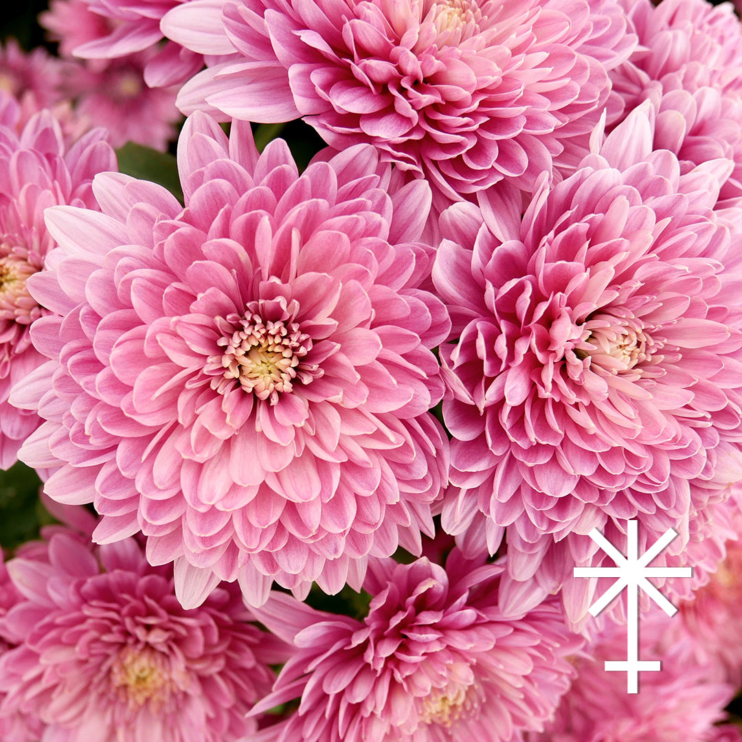 ⚵ Juno | Chrysanthemum