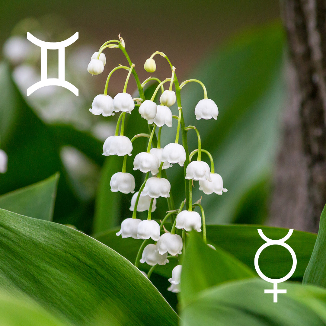 ♊︎ Gemini | Lily of the valley