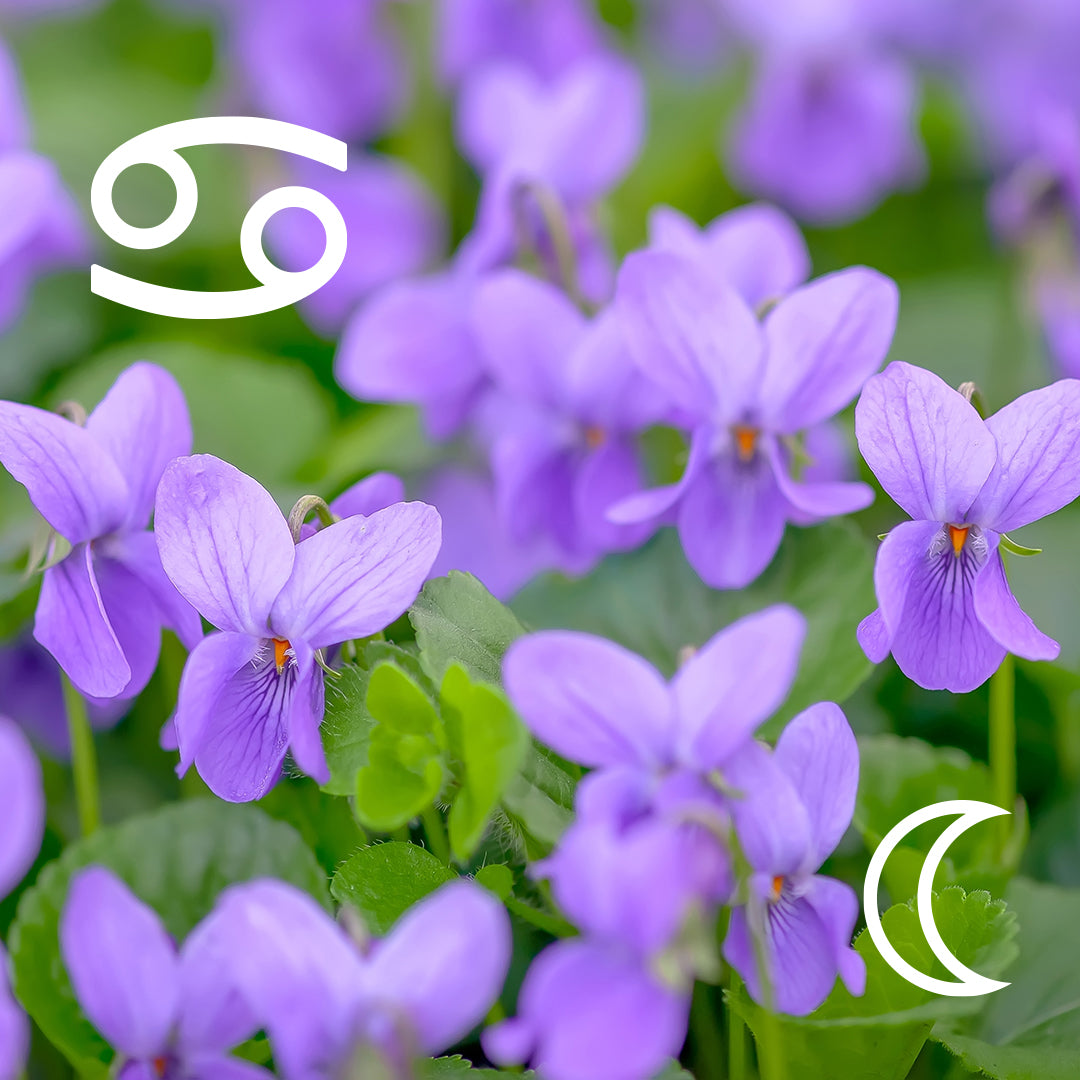 ♋︎ Cancer | Violet