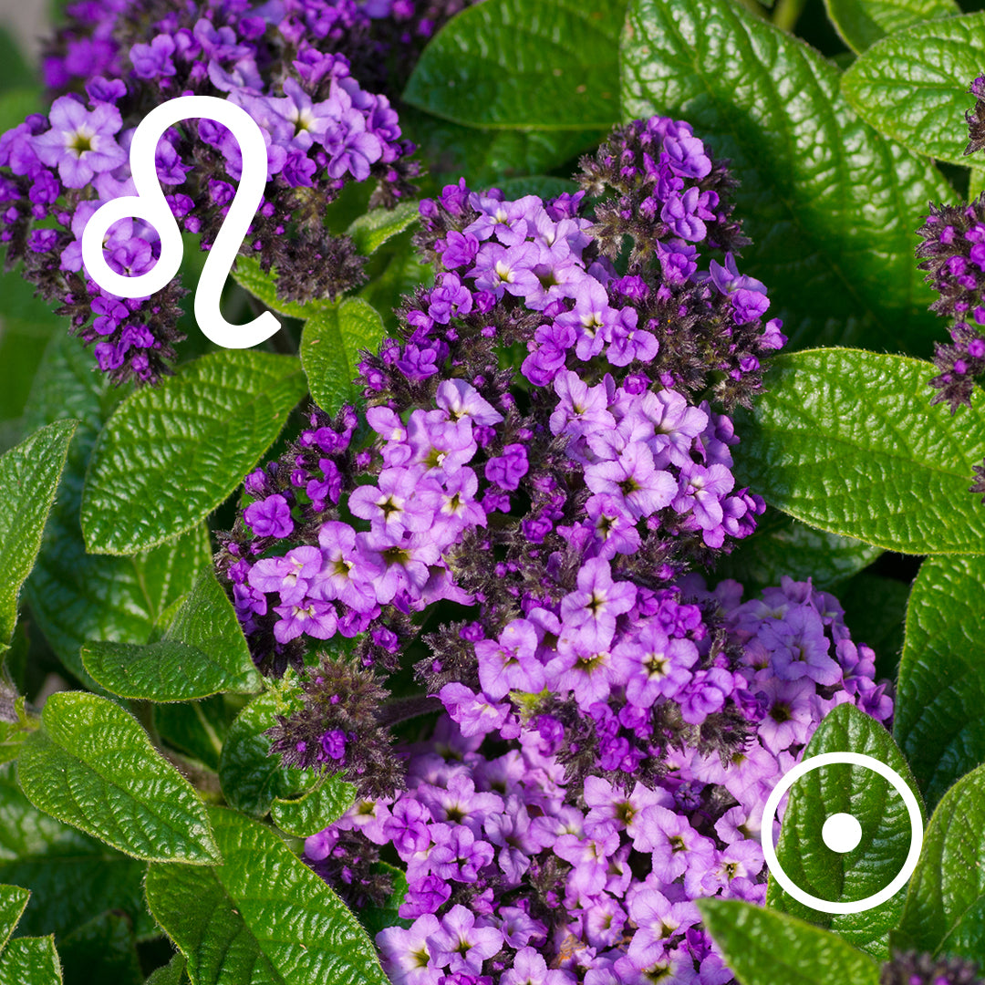 ♌︎ Leo | Heliotrope