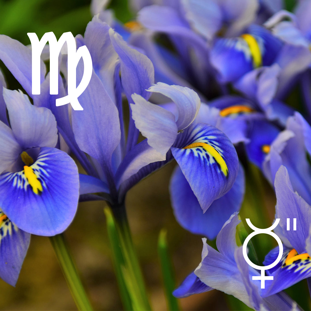 ♍︎ Virgo | Iris