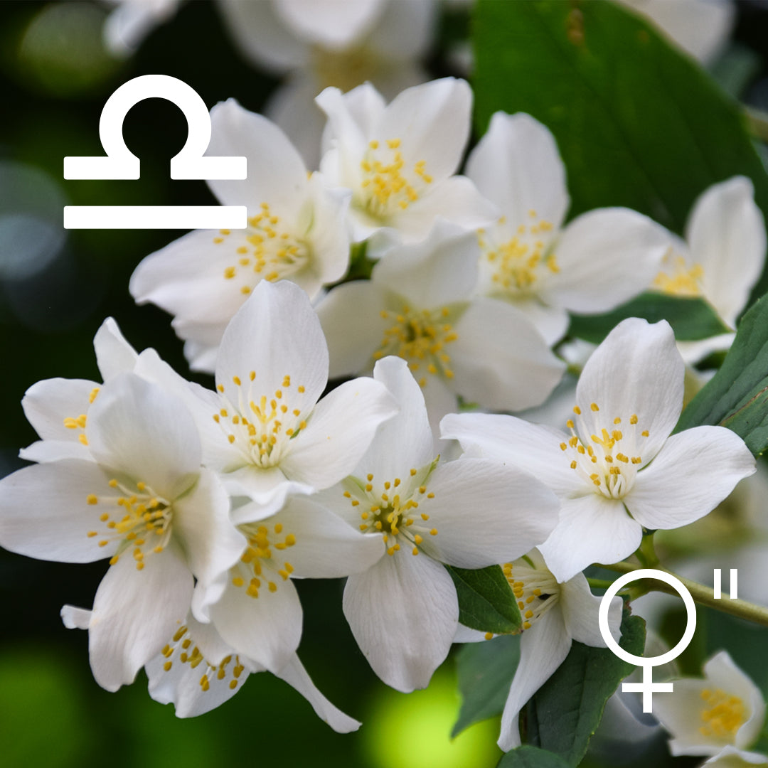 ♎︎ Libra | Jasmine