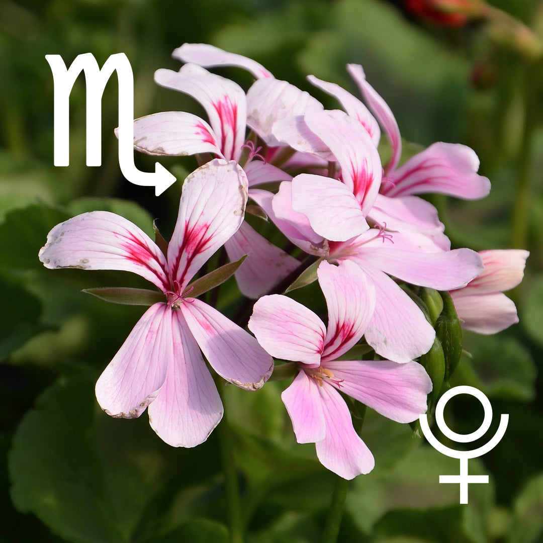 ♏︎ Scorpio | Geranium