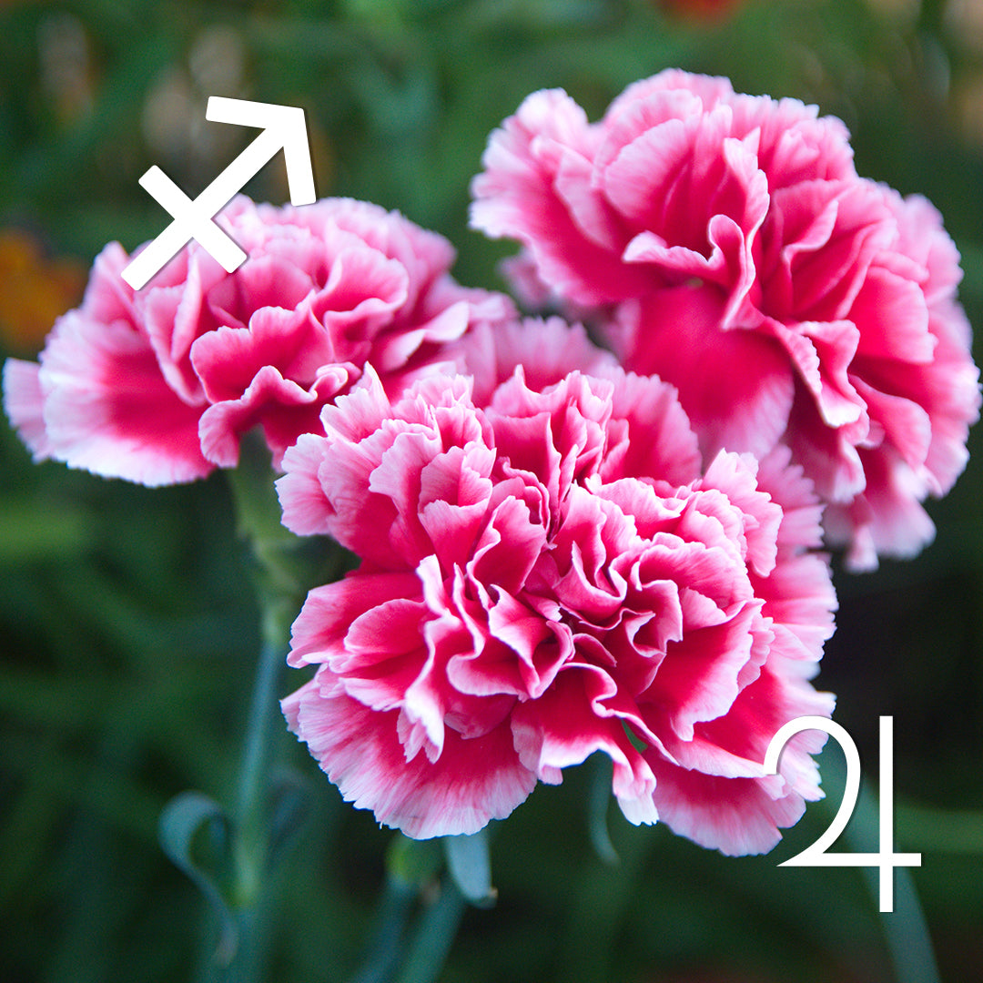 ♐︎ Sagittarius | Carnation