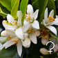 ⚳ Ceres | Neroli