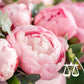 🩷 ⚖ Astraea | Peony