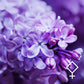 💜 ⚴ Pallas | Lilac